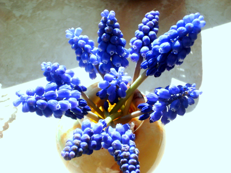 Traubenhyazinthen blühen im  Rasen.