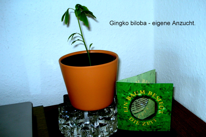 Gingko biloba - eigene Anzucht.
