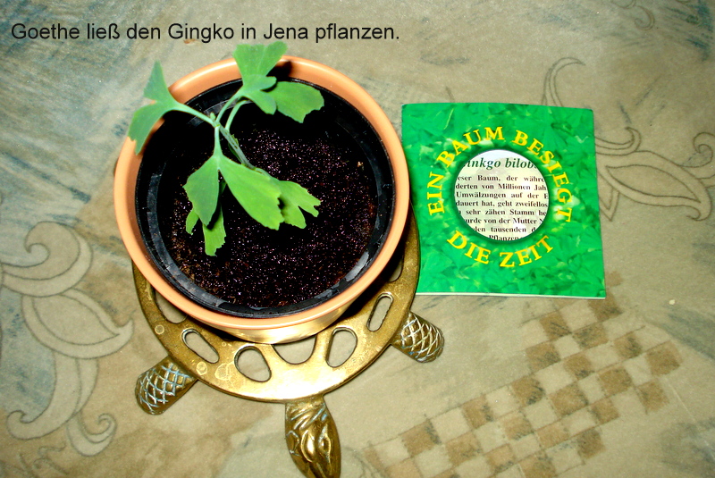 Goethe ließ den Gingko in Jena pflanzen.