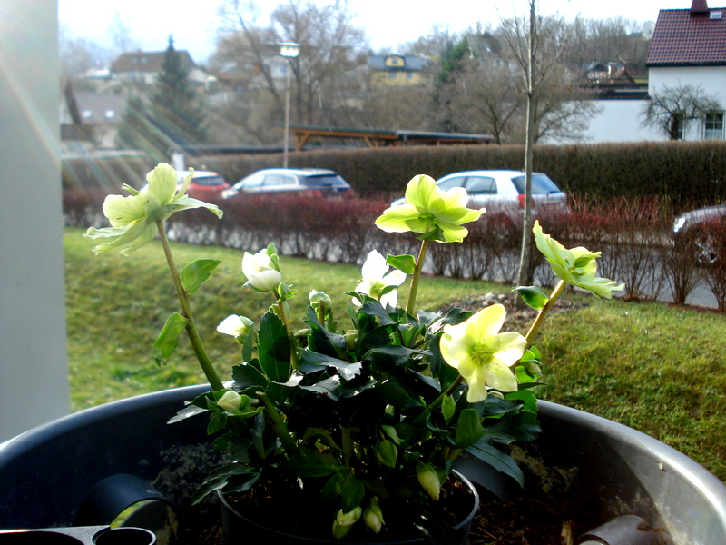 Christrose zu Weihnachten