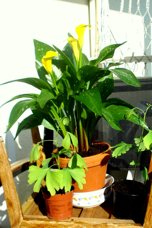 Calla und Ginkgo im Mai.