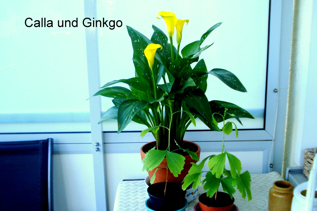 Calla und Ginkgo