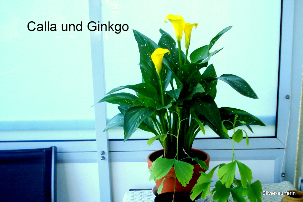 Calla und Ginkgo