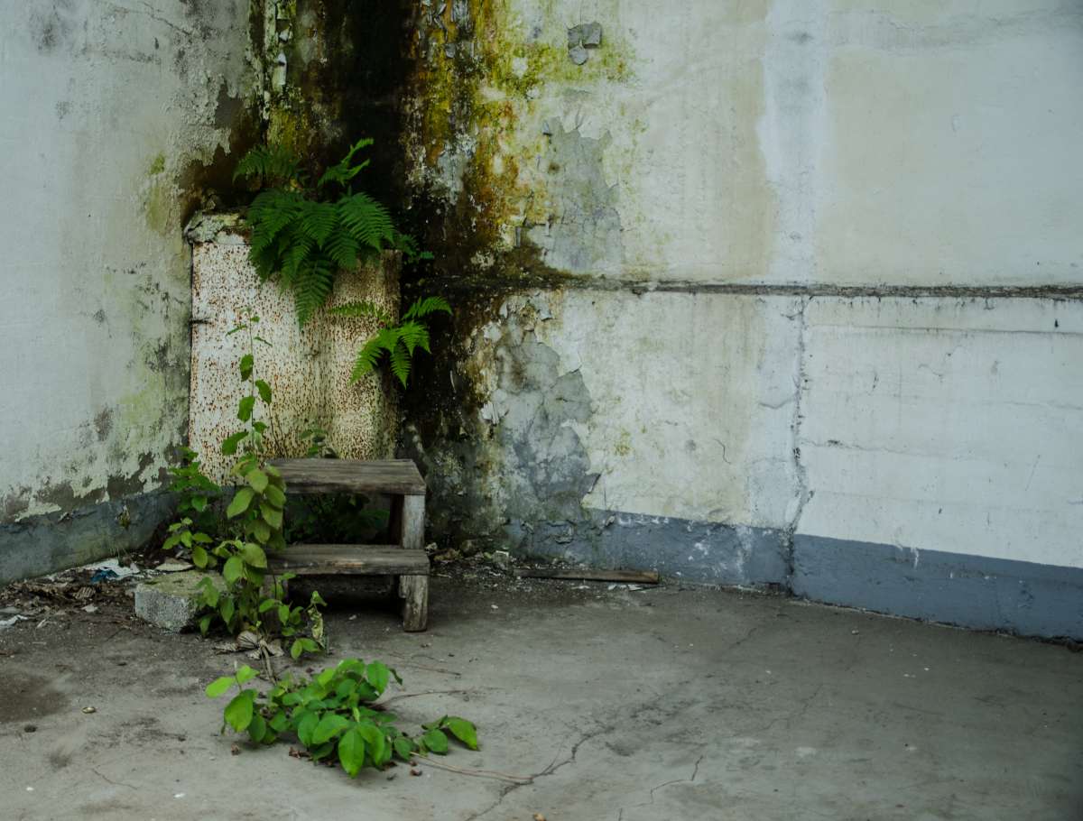 Die Natur kommt überall durch