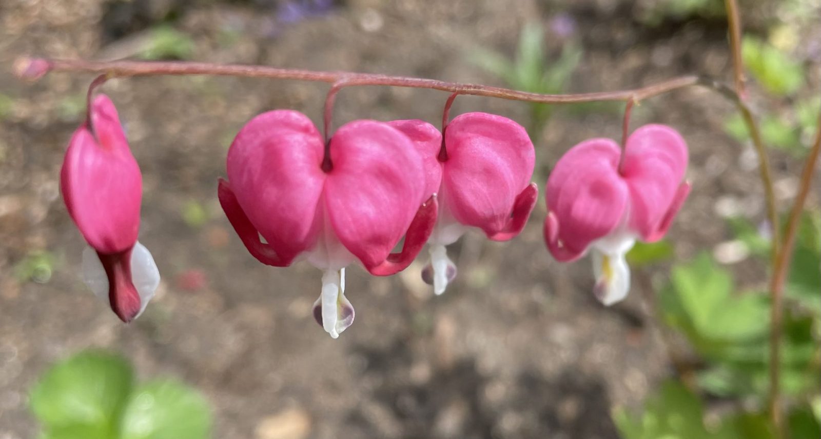 E0DE0F7B-52B8-4EEF-A596-8F3AE26CECED