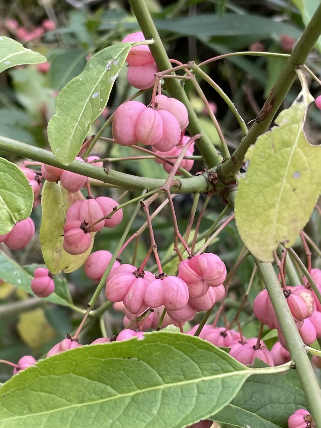 E2639BC7-EB6F-4CEA-8946-892C4690B364