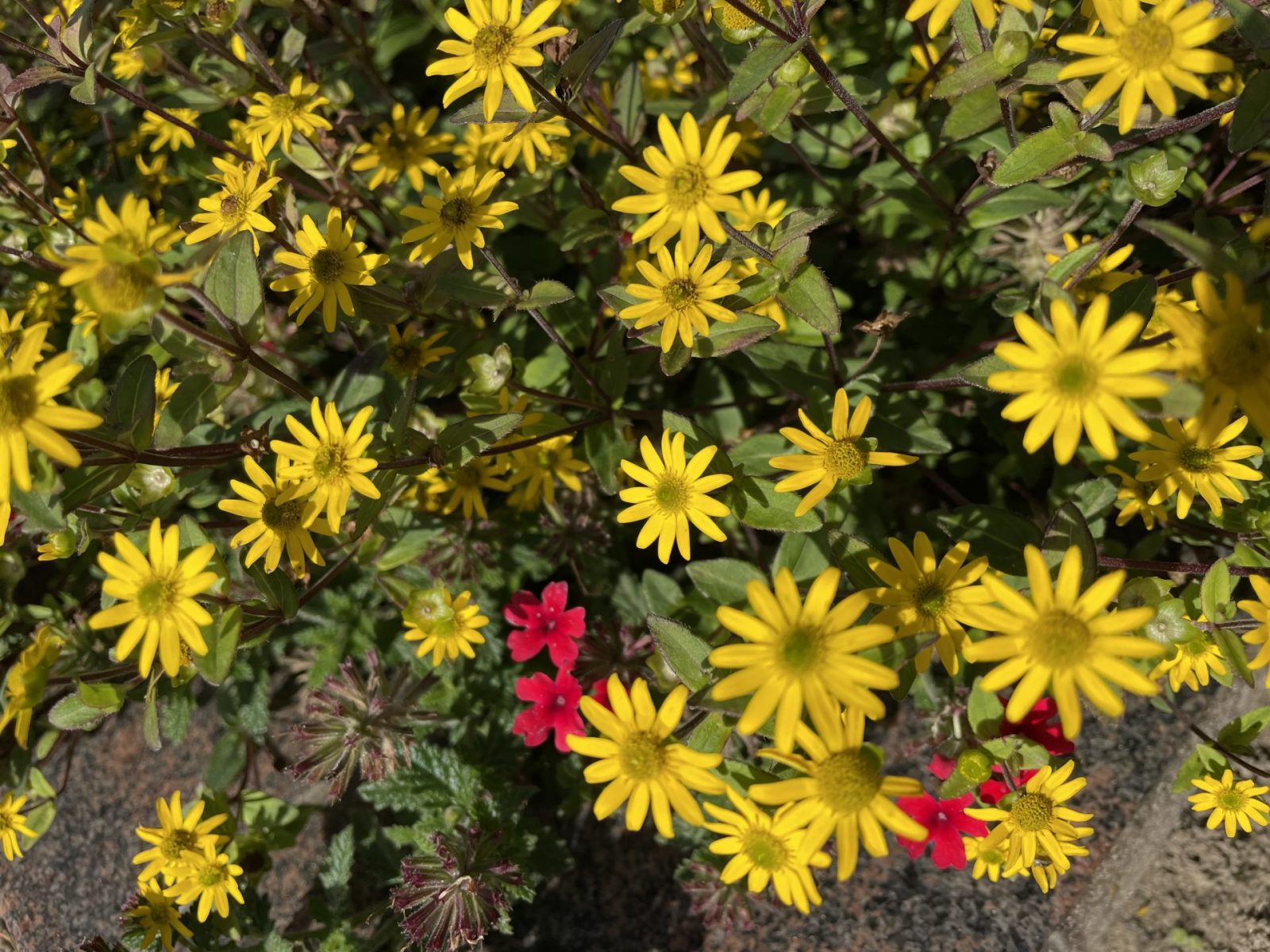 E36FBE59-5591-4F63-ADAB-5656420473BE