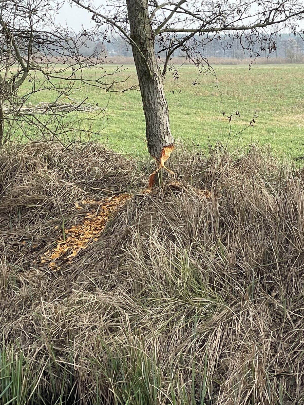 E3DD18CB-93A3-4E69-B4C0-DCEFE252FF01