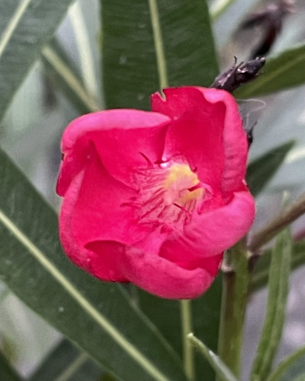 E5A51931-A5FF-418B-9AF8-06E1A9B10215