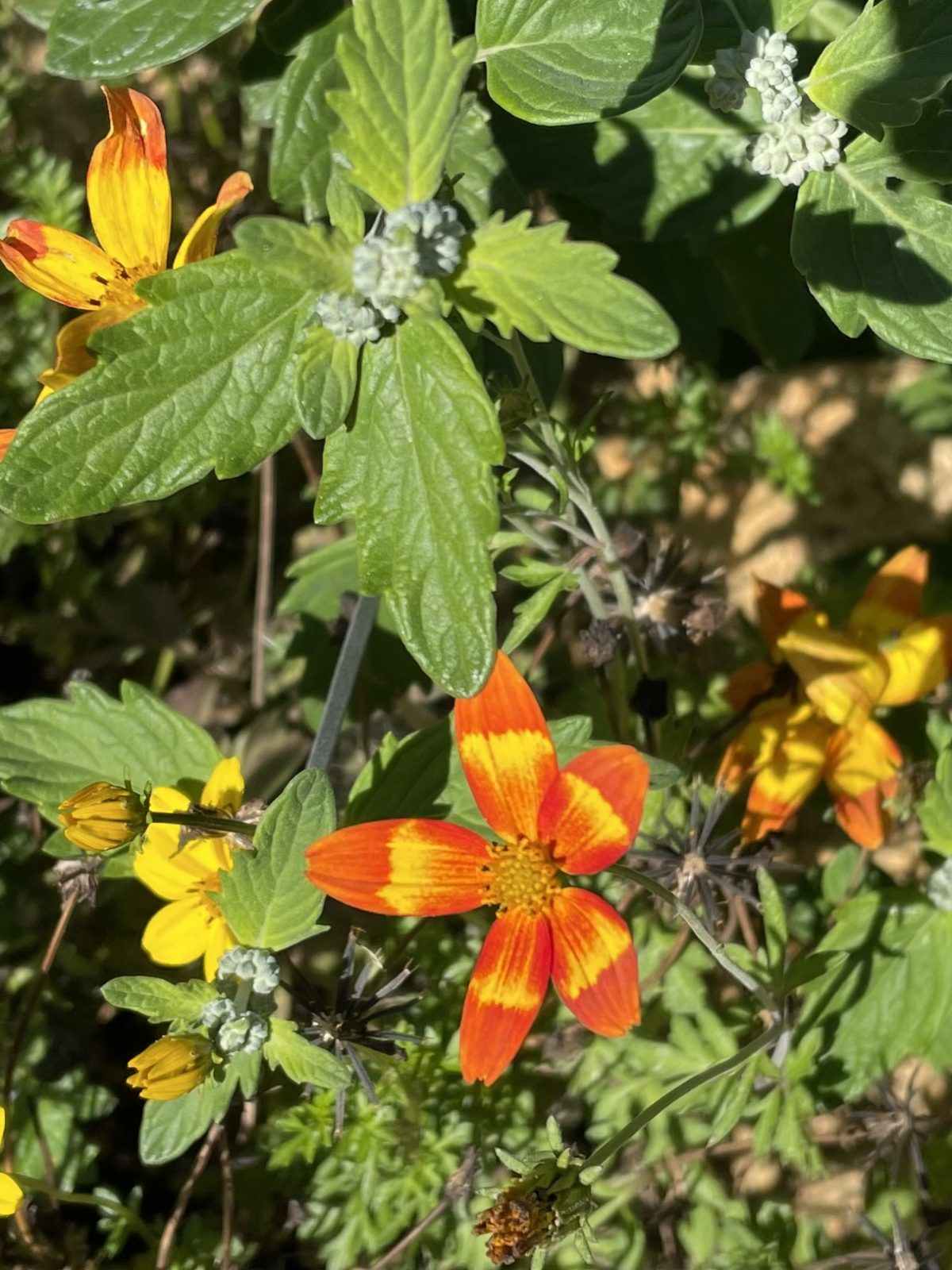 E70C87E5-EAF8-44C3-B79C-5618917007A3