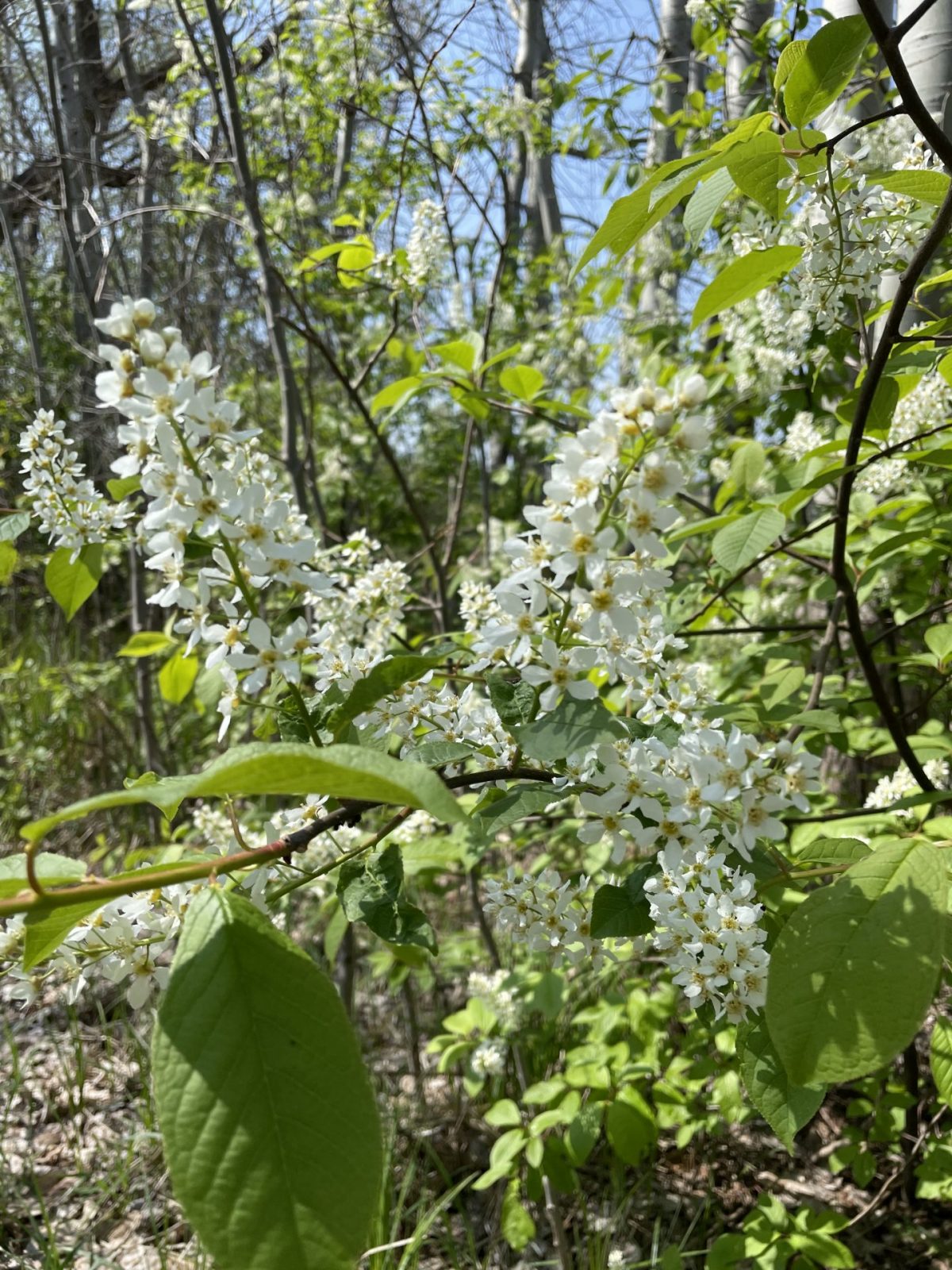 E7AD4DD6-466B-4E43-956C-B2DE5280BC90