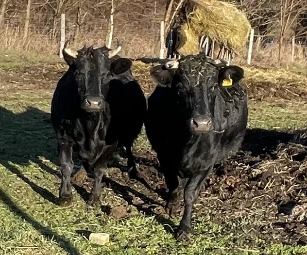 E801597A-DD75-4A79-91EA-BBC87123E296