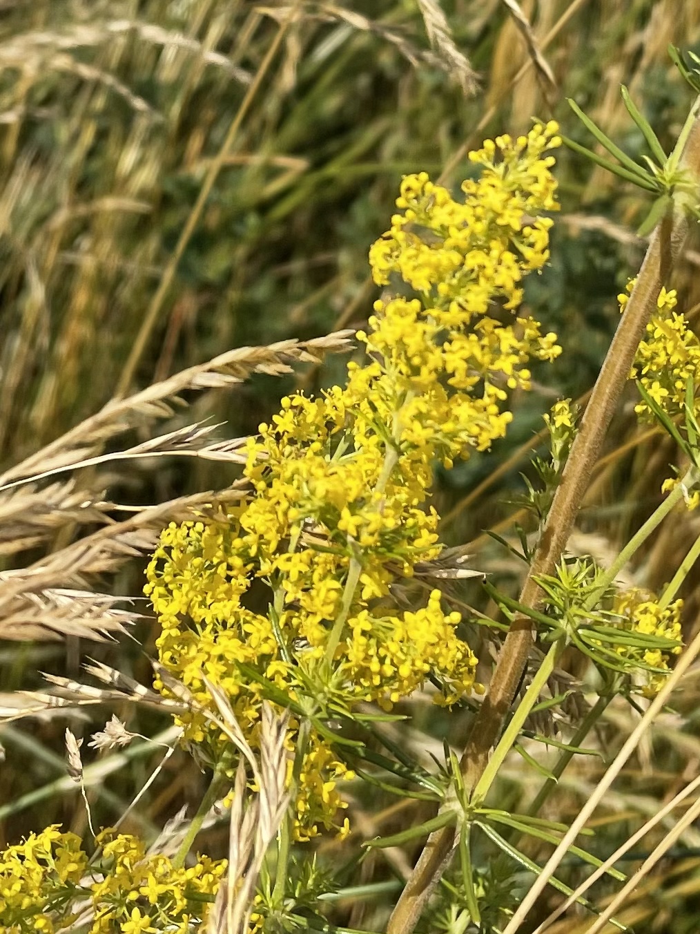 E8E570E7-37A0-4CF3-9BAC-48F6C4FED245