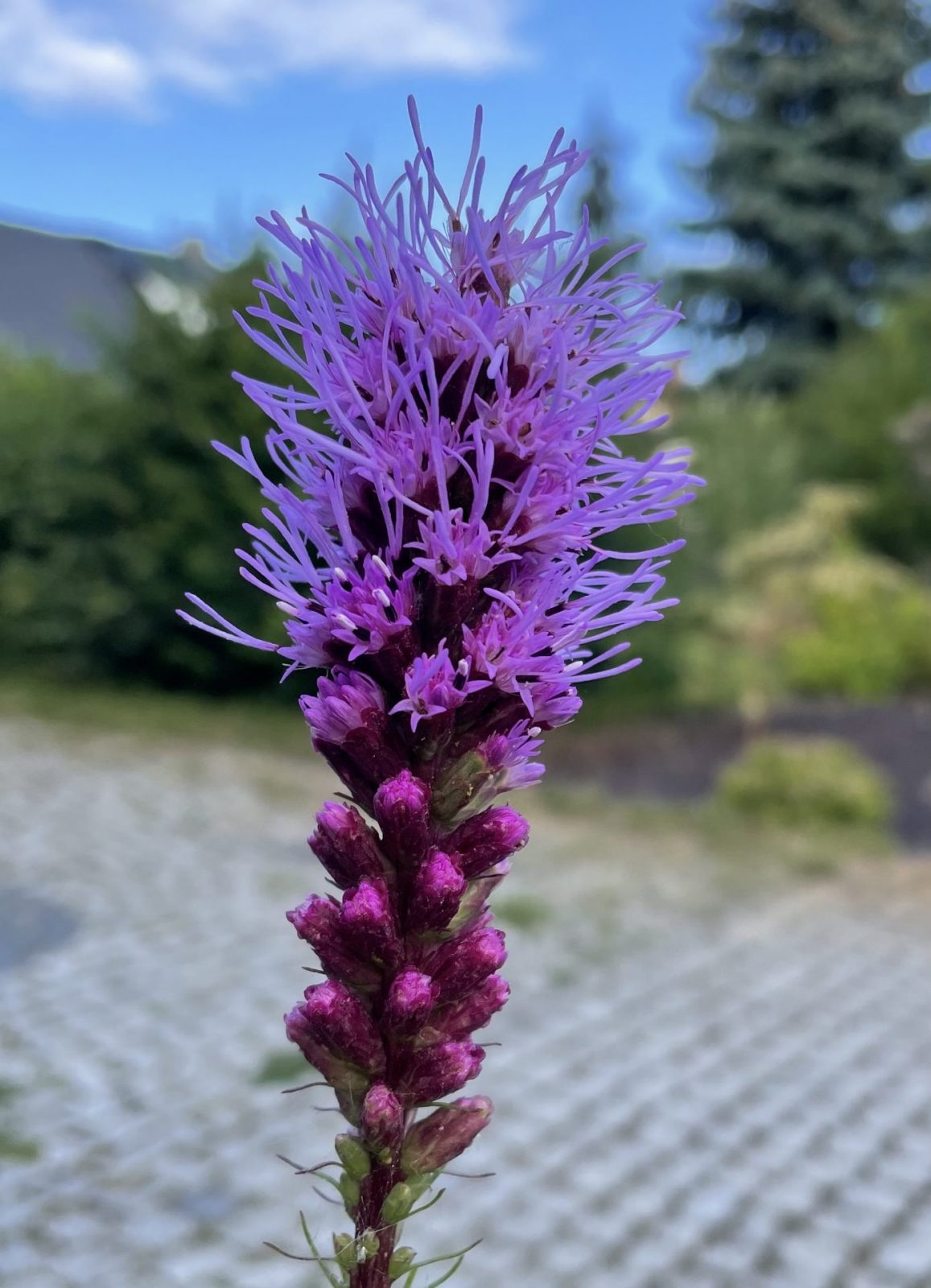 E8FAFBAE-B09B-4694-BC1C-9FDDD231EA03