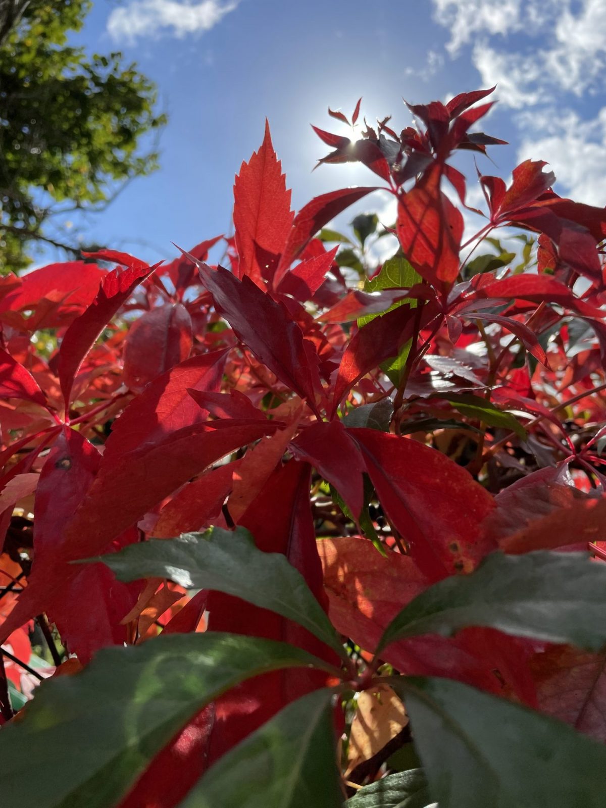 EA652BCC-52A5-413A-97FA-CD7EE5724587