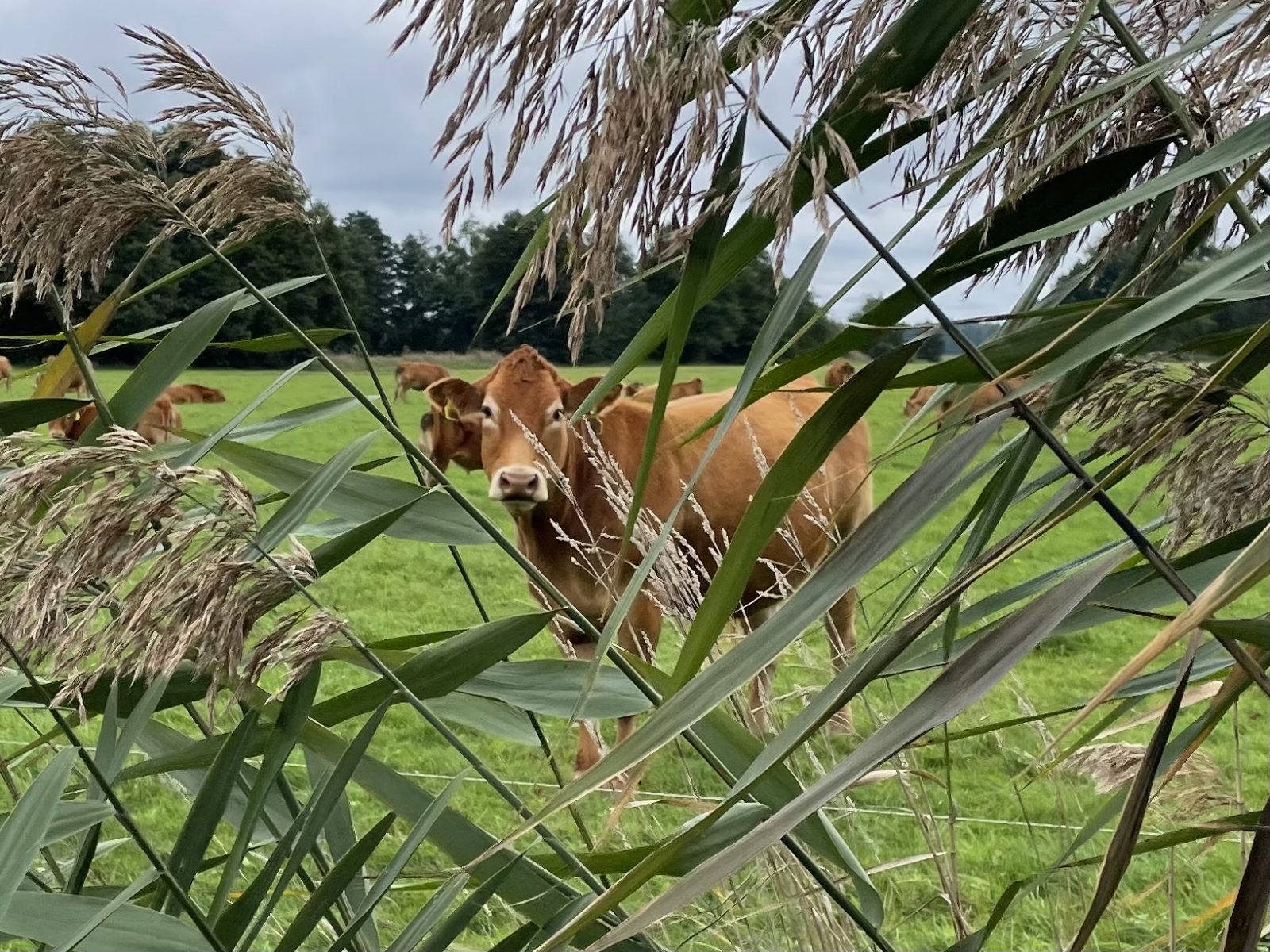 EAB4FB56-4BAA-429F-A330-EBD8D2D934FC