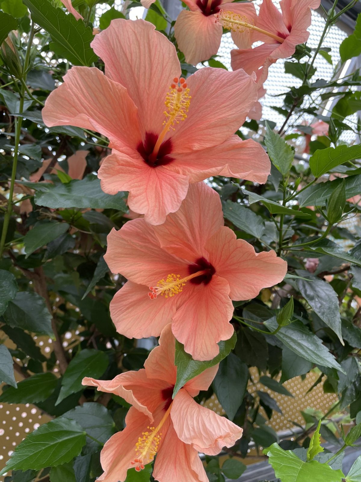 EEADBB43-2EDA-498C-BB29-7B1C1DDF6FC3