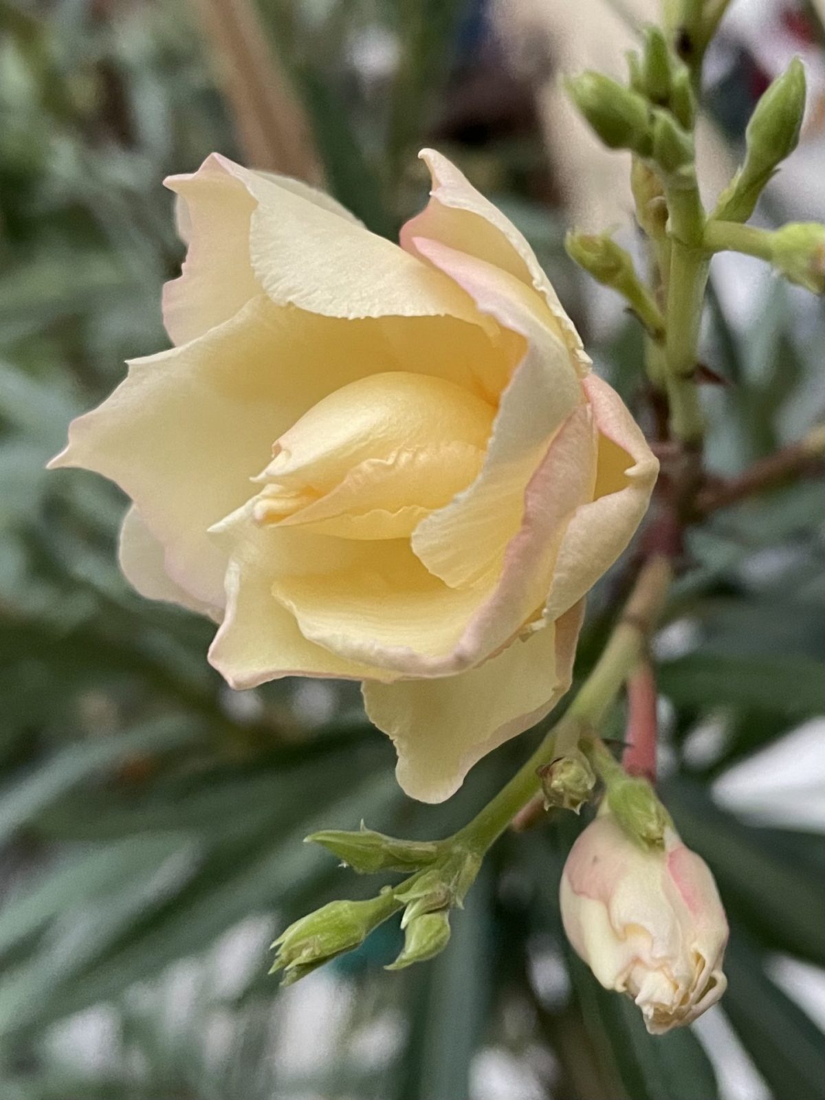 EEE4CA65-6069-4863-AA69-5BF3B3338475