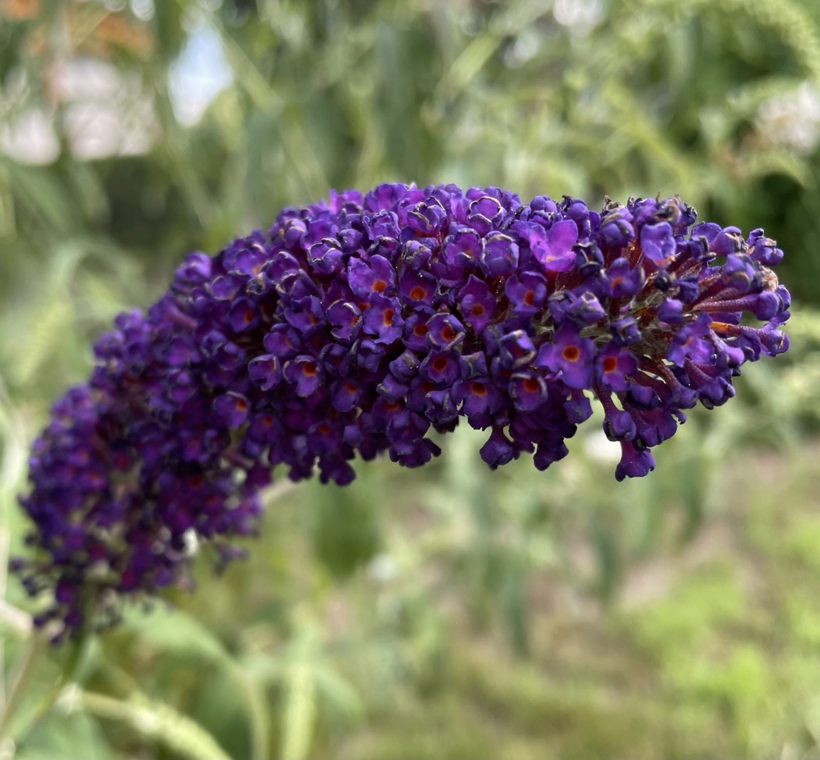 EF7E06D1-1572-46A4-9960-01E198594BDE