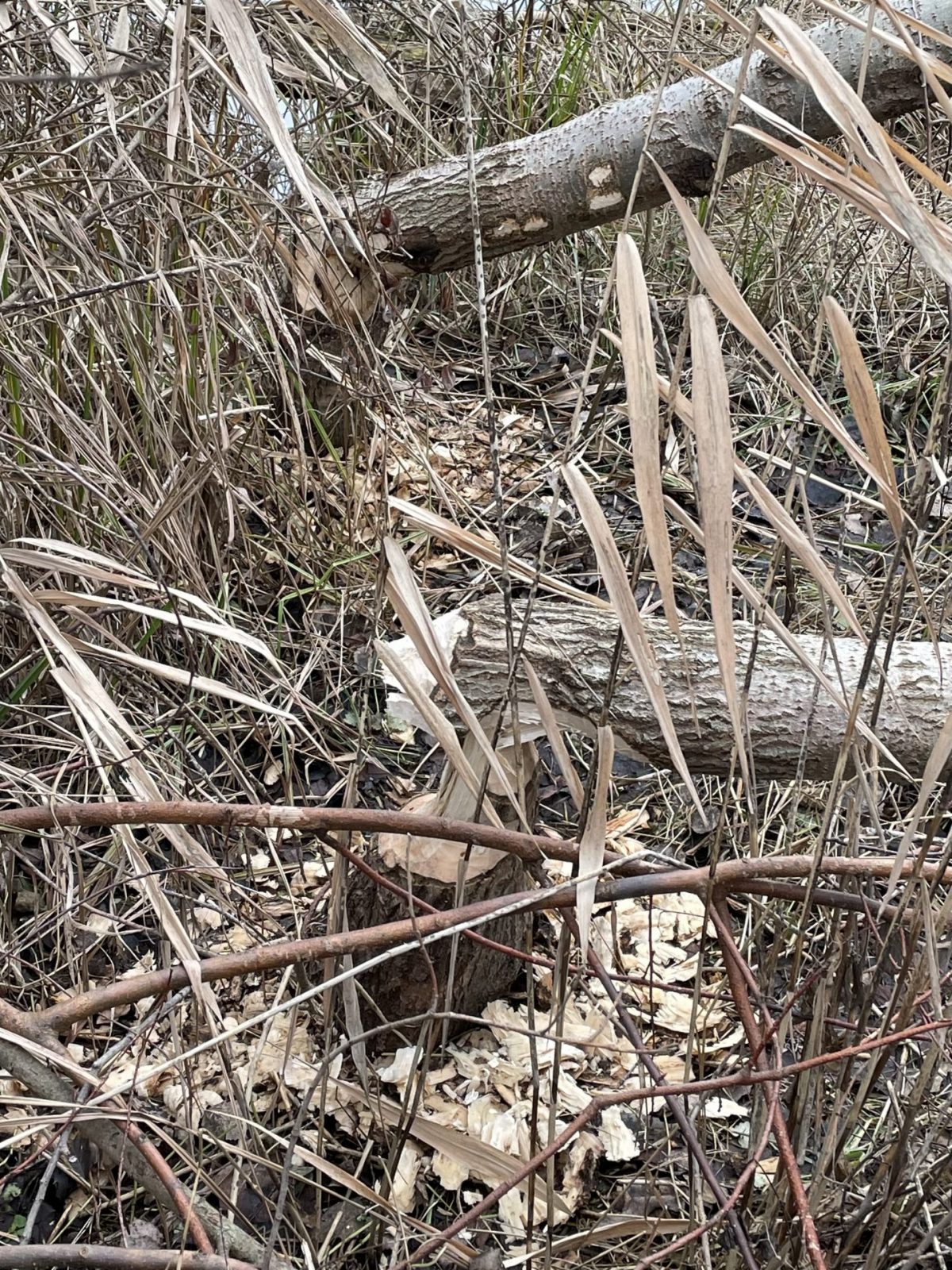 EFC33290-B002-438C-86C8-09AAE5BC73E0