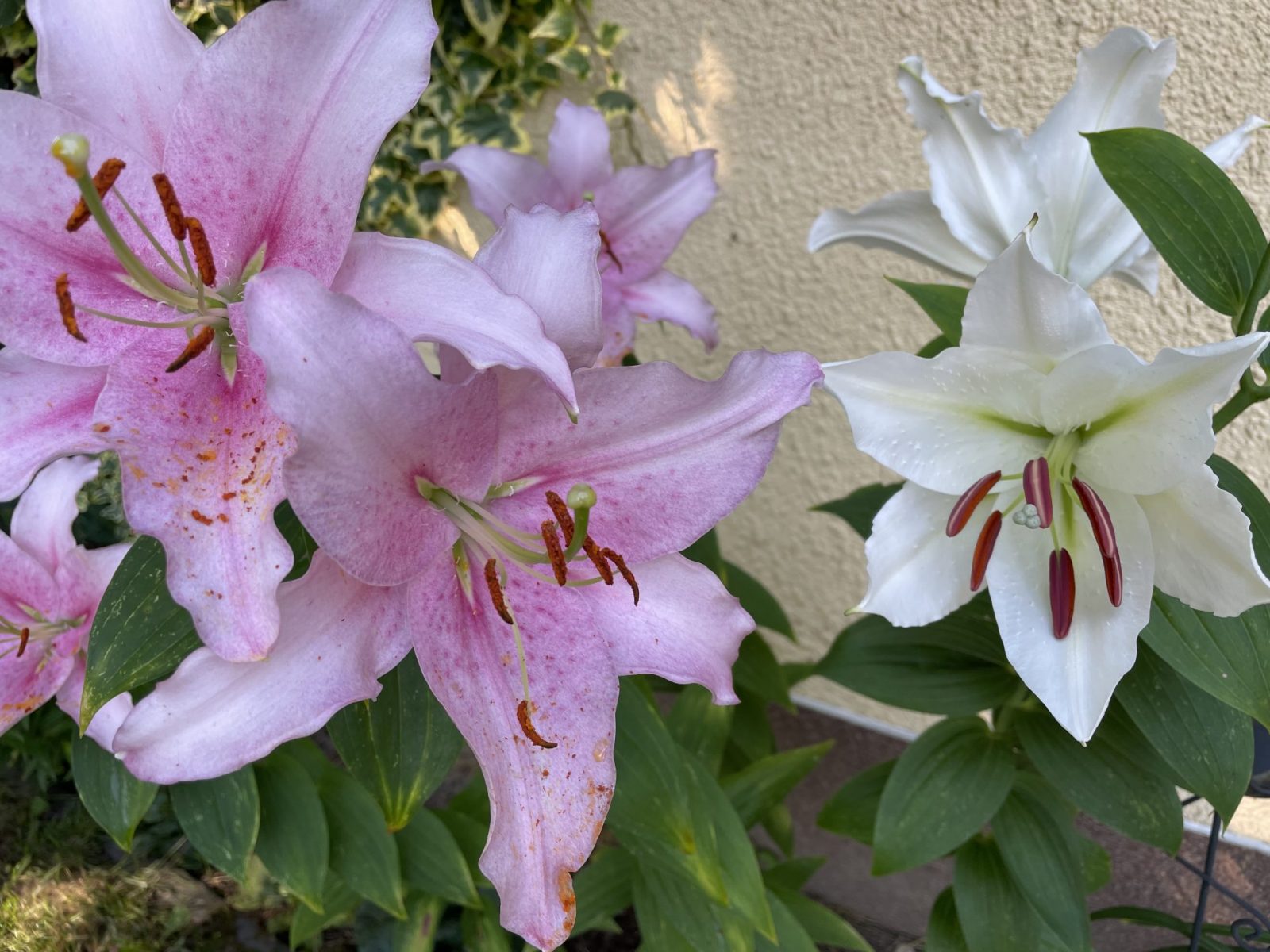 EFF912D5-A701-4524-B9EF-ABB6BC860F4D