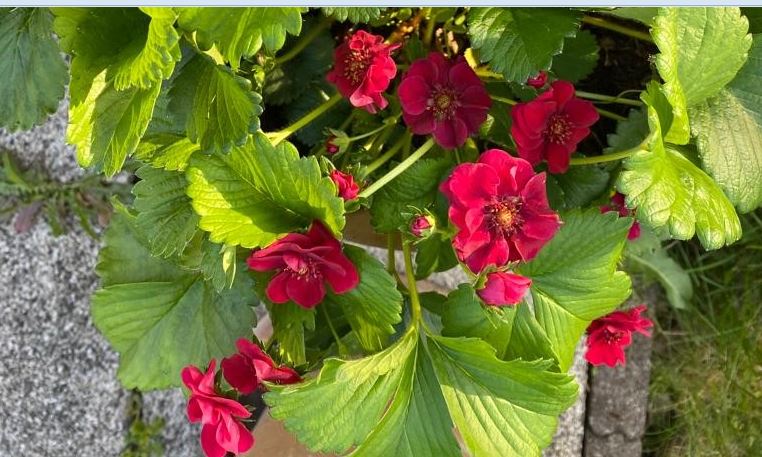 ERDBEEREN ROTBLÜHEND