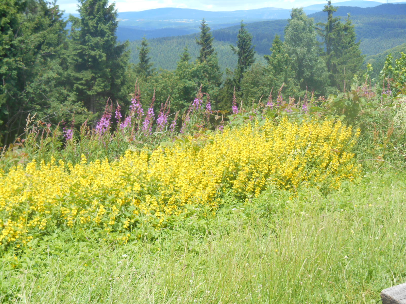 Ein tag im Harz 2016 Juli 010