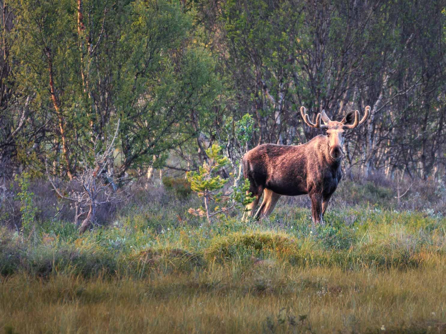 Elch_Abenddaemmerung_Suempfe_Dovrefjell_Norwegen