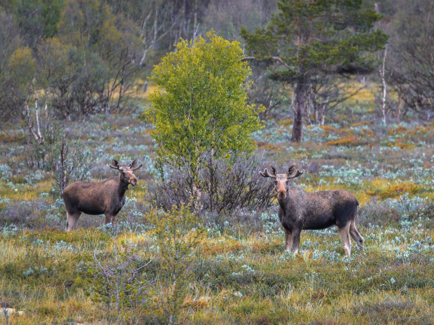 Elche_Dovrefjell_Norwegen