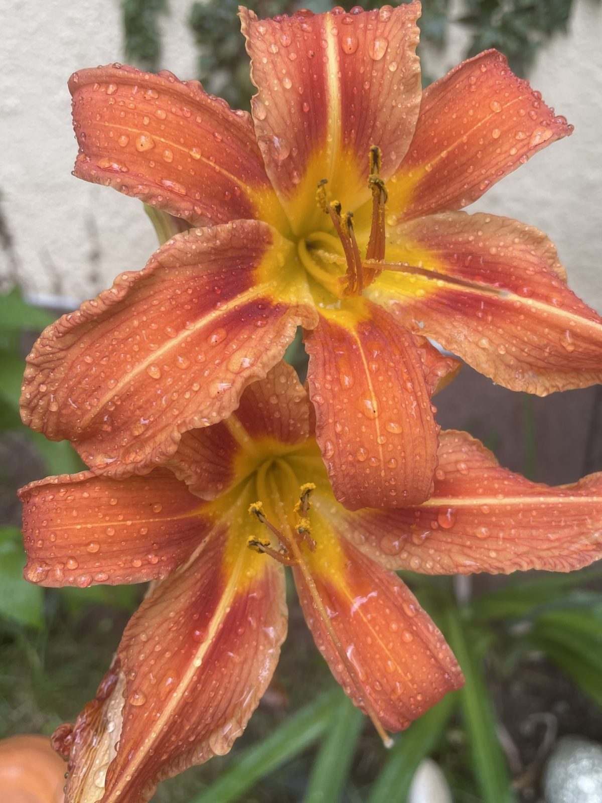 F01539BA-1144-40D4-83A1-9F13D164751C