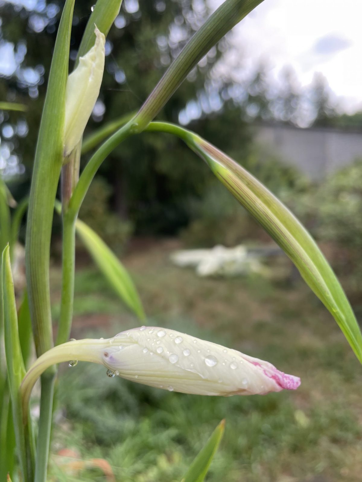 F0F22182-210E-479F-955B-1D23F0CB6FA0