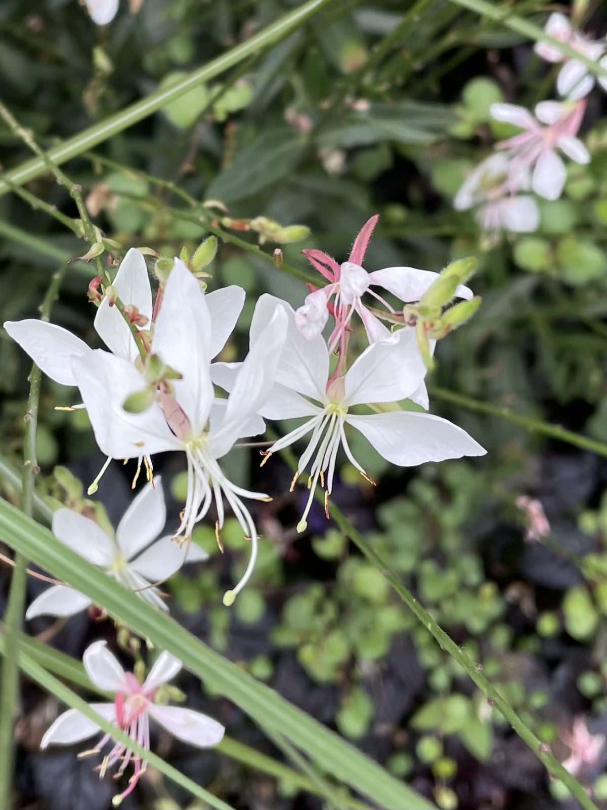 F18FA747-23C5-4193-A7F3-9ECF94057D3E