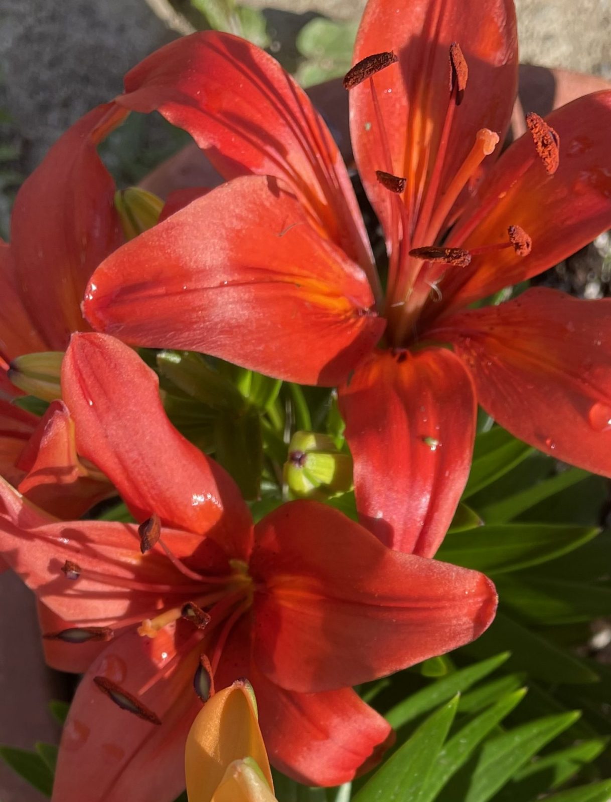 F37A273B-DC9C-48DD-8D10-A9553C2E928E