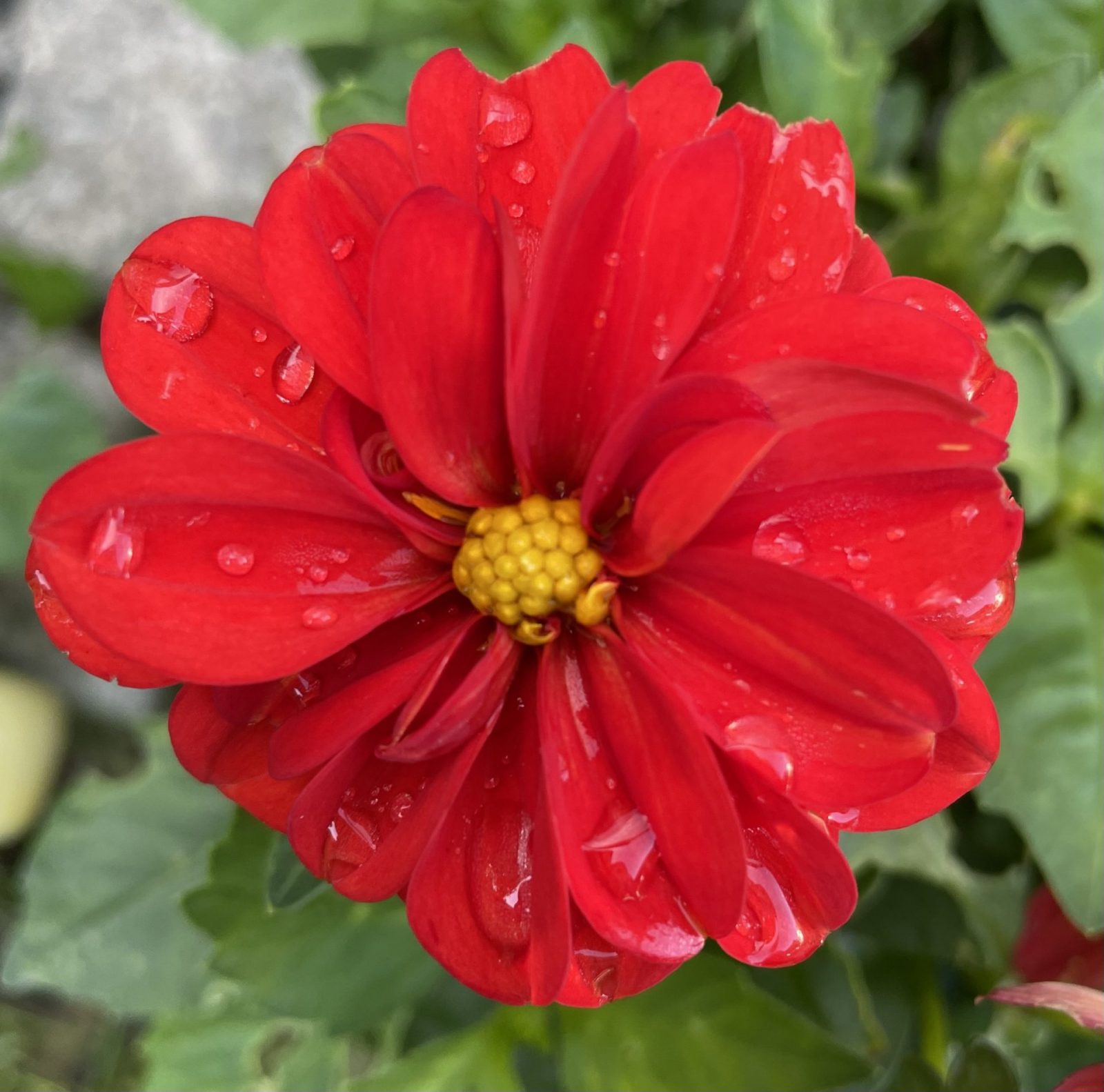 F43ED0EA-5D5B-470C-AA19-CE489729AD56