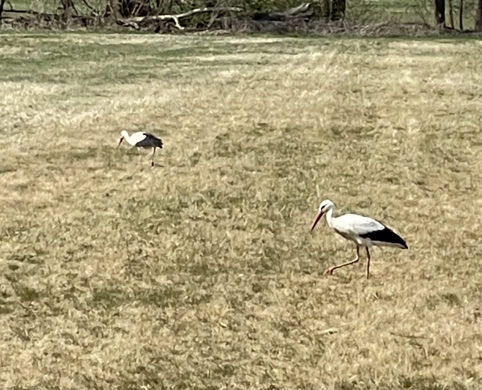 F45E0BD7-2BAC-436D-ADF2-667EA014FE2A