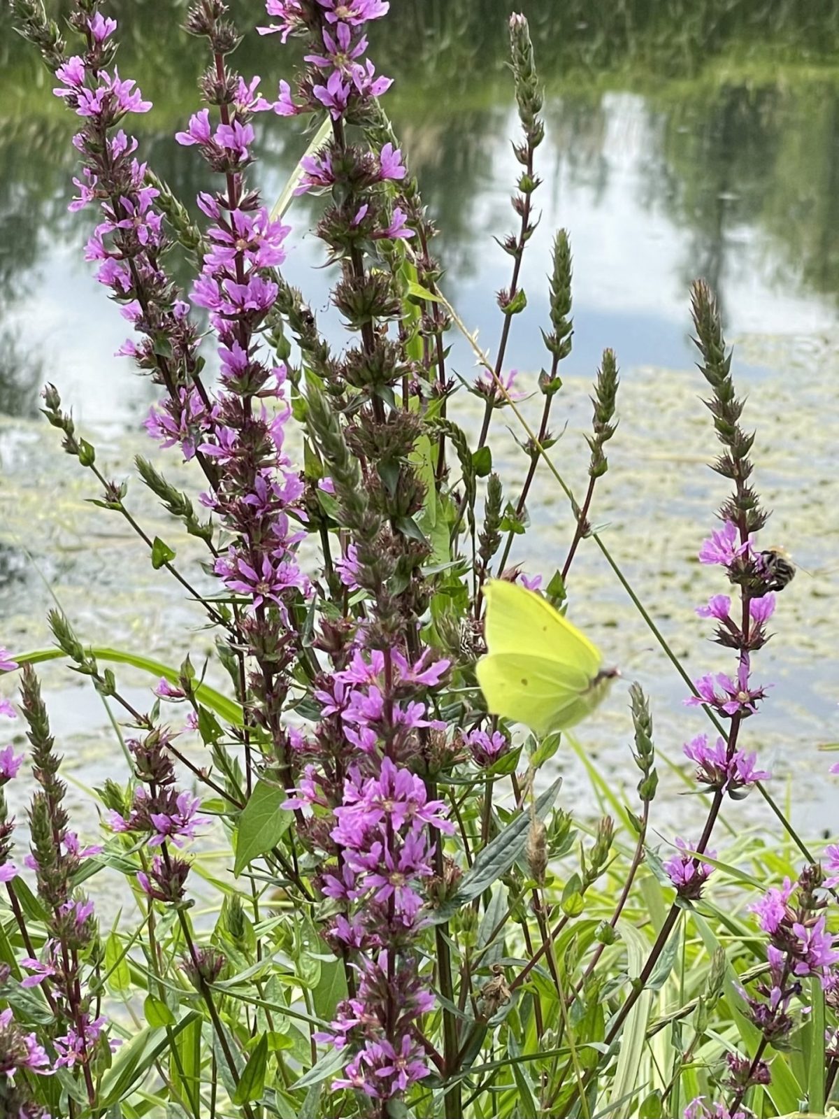 F4A88593-7FBE-46DC-BA41-69AA59FD561D