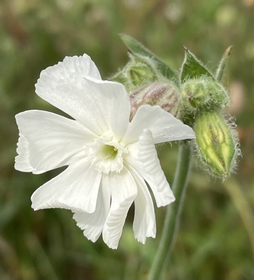 F65F6788-5D26-405D-83F2-EF823EC390D5