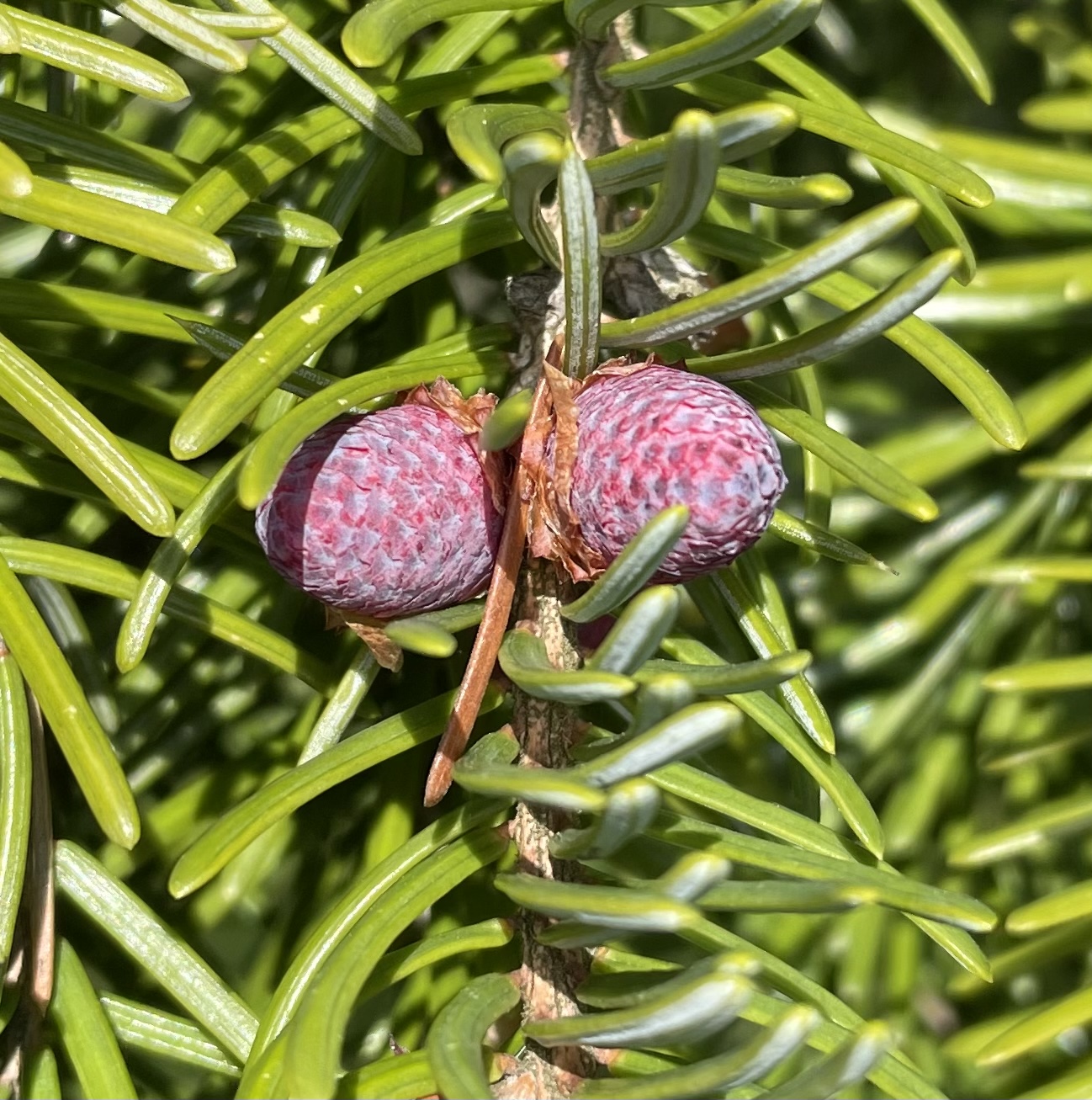 F74F9CBE-C4D2-45D3-A46C-ABD10DB0B4AF