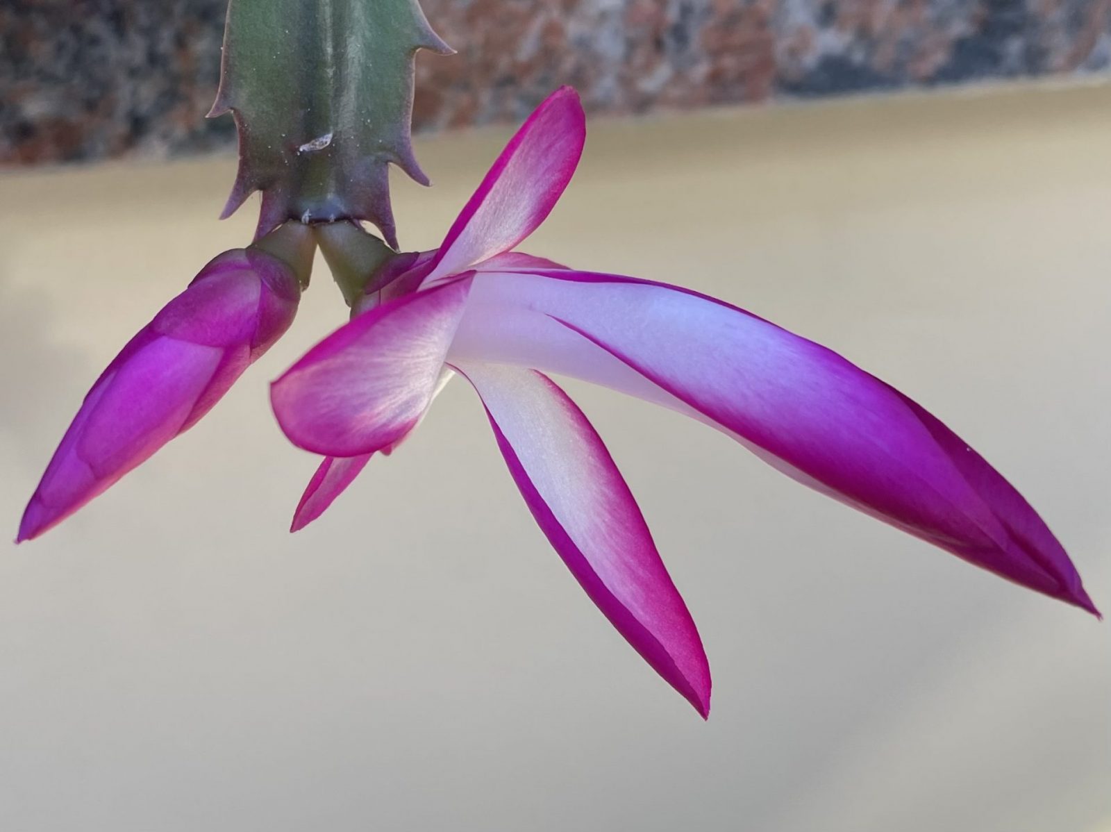 F7EDA5C6-7FEA-4C24-A09C-BB72F1595886