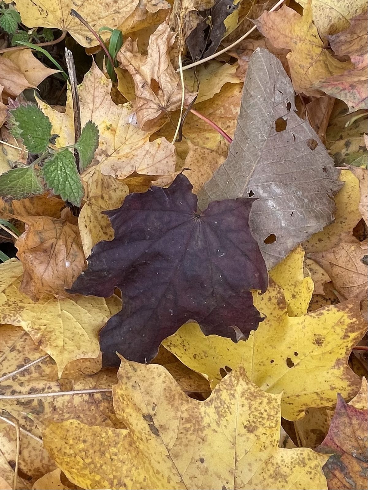 F8D2B3BC-543A-4926-9DC5-83D732D10F70