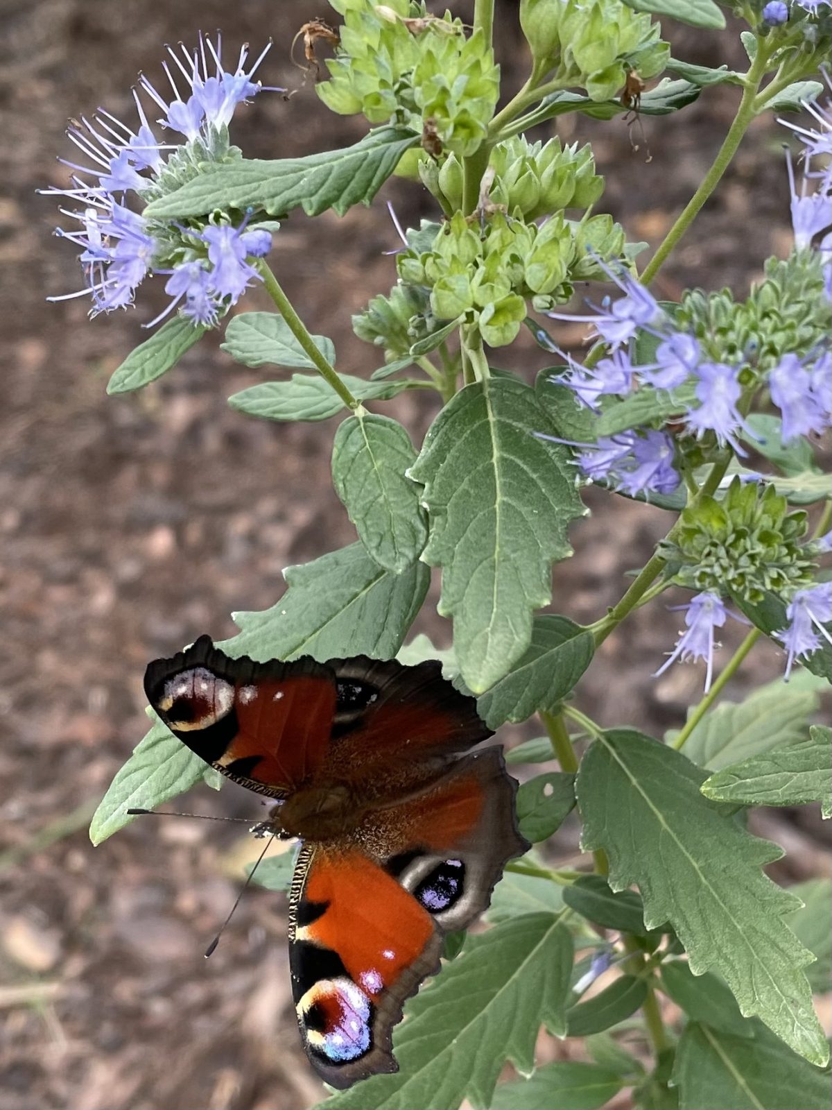 F959AC6A-5601-4E04-A4B7-E43BDE31F8B1