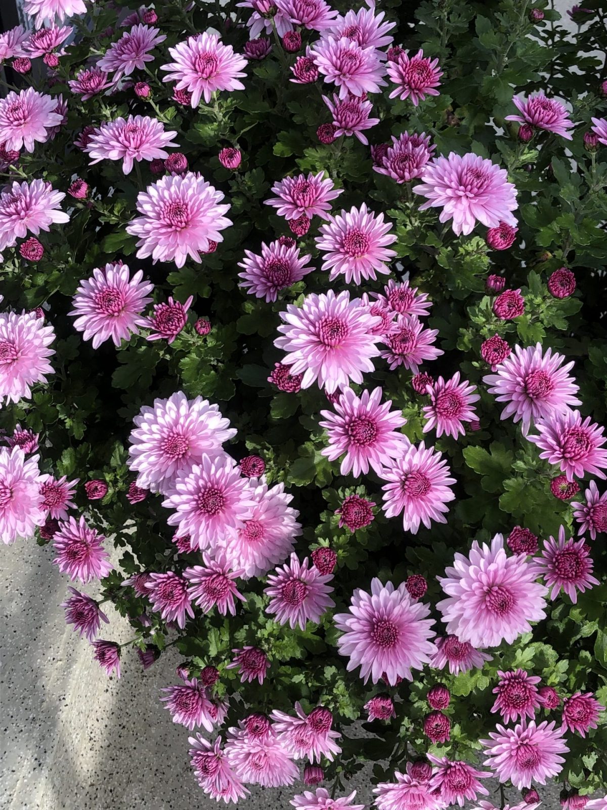 F9B56BA5-A8CD-4825-81FD-83768A3EE9E0