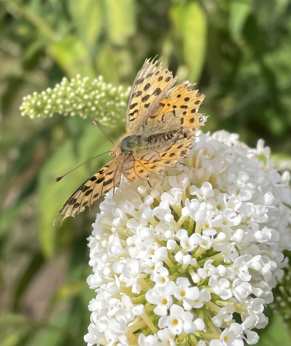 FC119400-BE86-464B-80B5-AC18C4B7724B