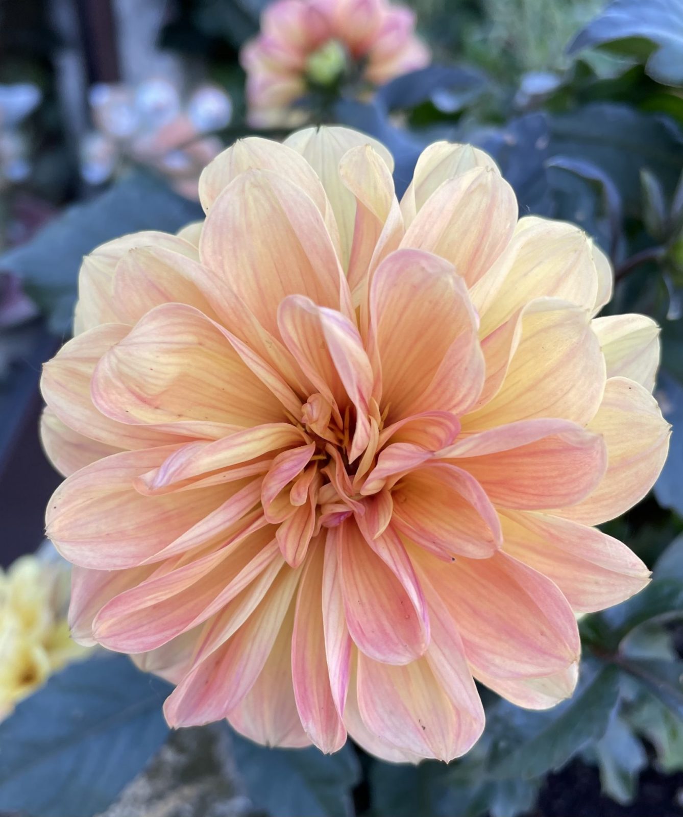 FC7DE6A6-1C39-45B1-A690-15066583E25C