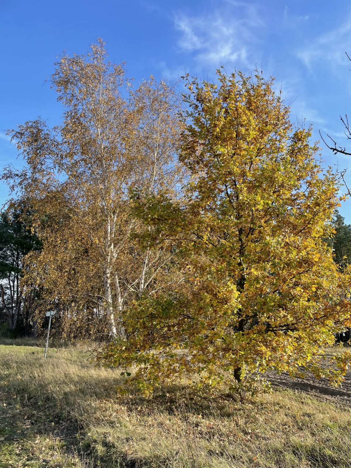 FC9C11D7-DEE2-4E0A-91D5-BC987724BA92