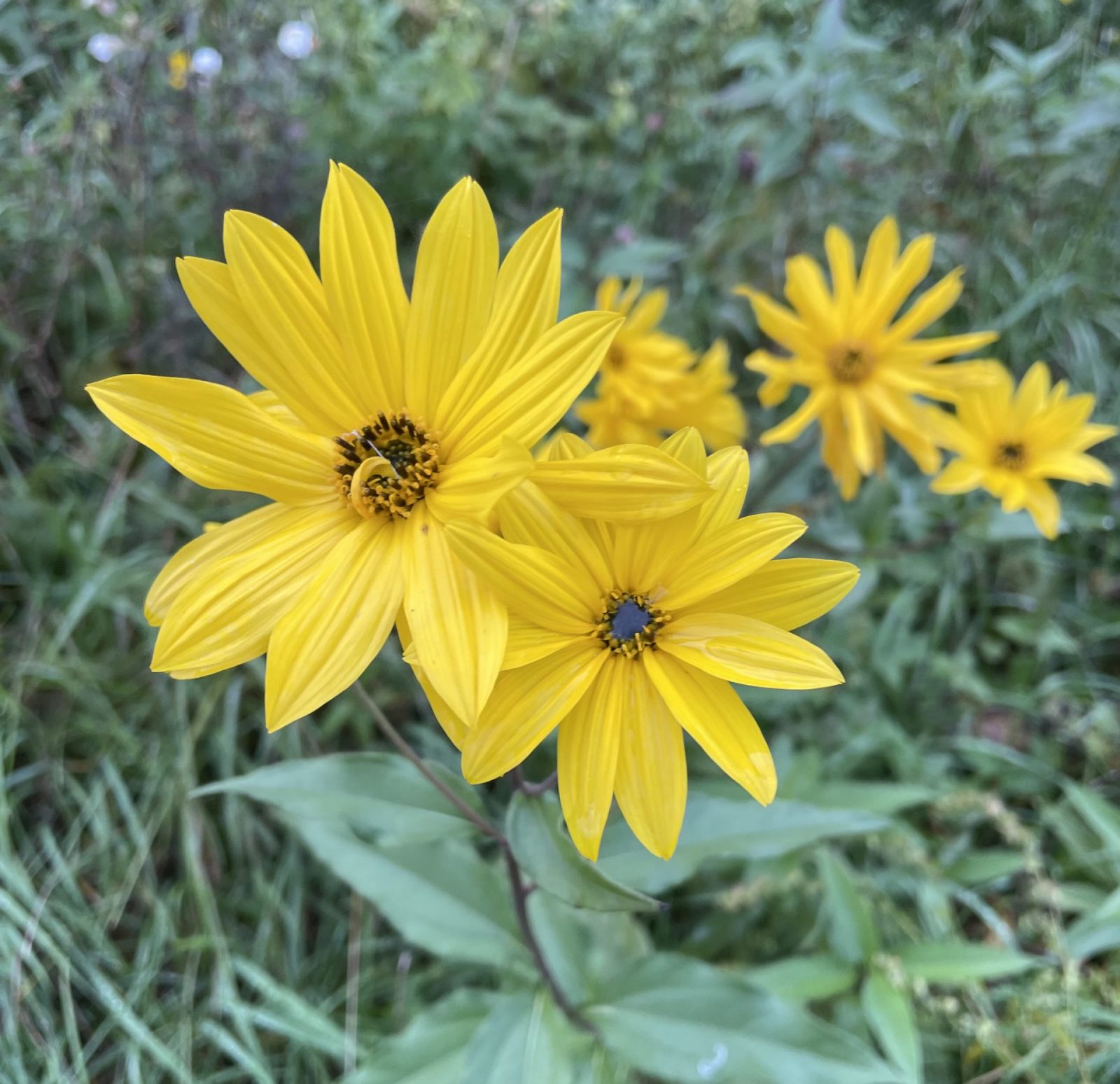 FD4066E0-17BA-44D8-801F-6A3E41AF3312