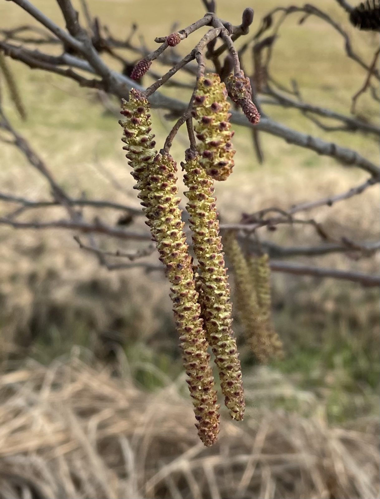 FDDB9595-DD17-45B9-9B31-7947DEFED77E