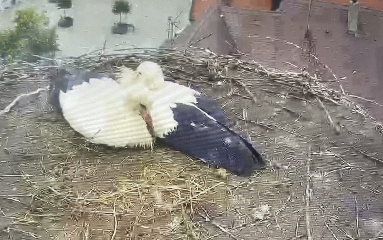 FEB69BC8-646A-45B9-81A7-828D3FD9EF85