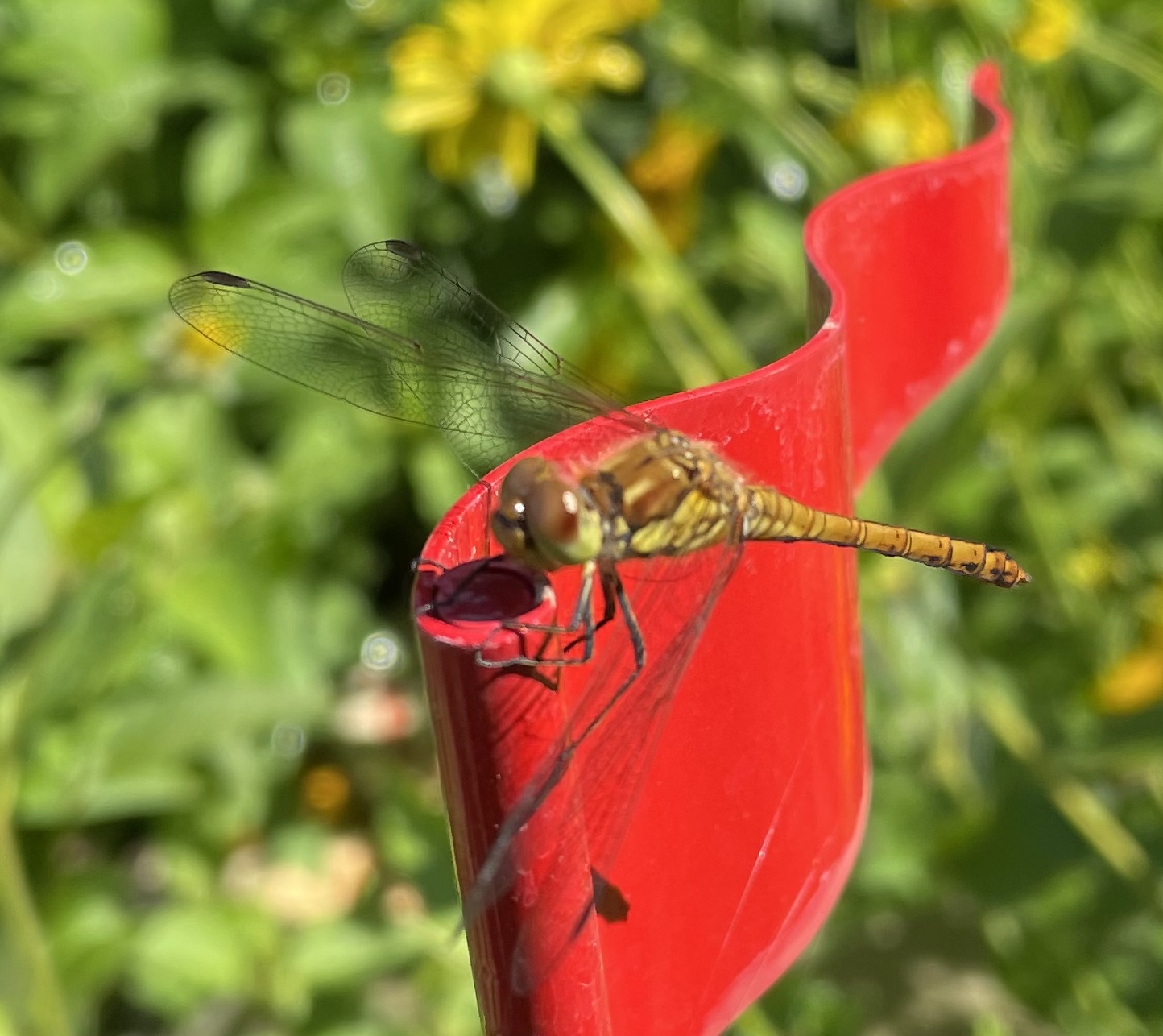 FF5D1432-903E-4FFB-B8C6-6D45802B6B80