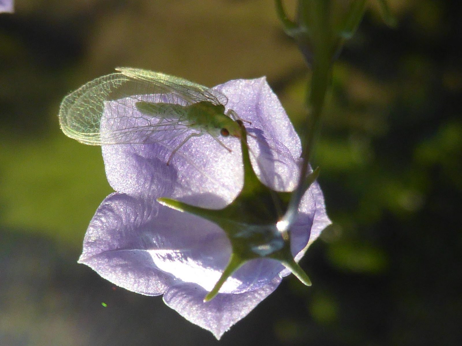 Florfliege 16.7.2015 (32)